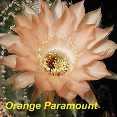 EP-H. Orange Paramount.4.2.jpg 